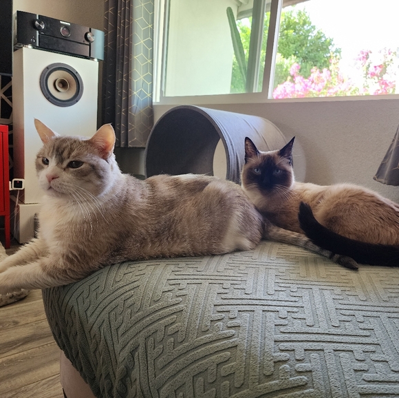 ISO Harveys Seatbelt Good Fortune Lucky Cat Bag & Wallet - Picture 2 of 2